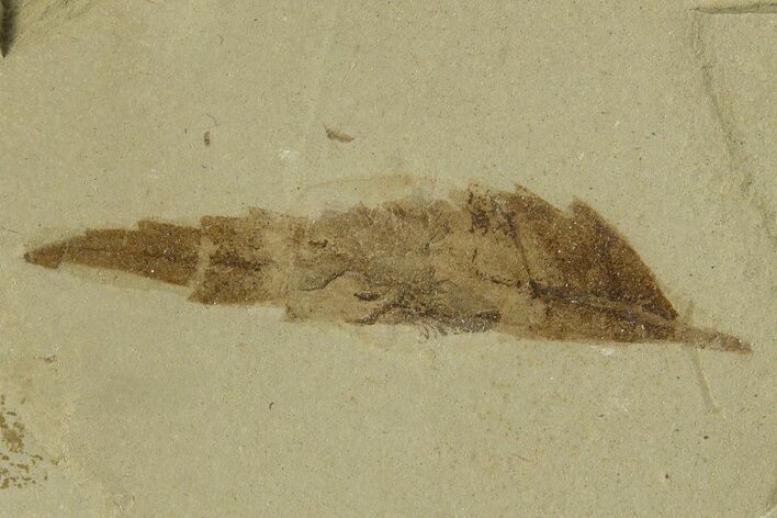 Fossil Sumac (Rhus) Leaf & Fly - Green River Formation, Utah #331856